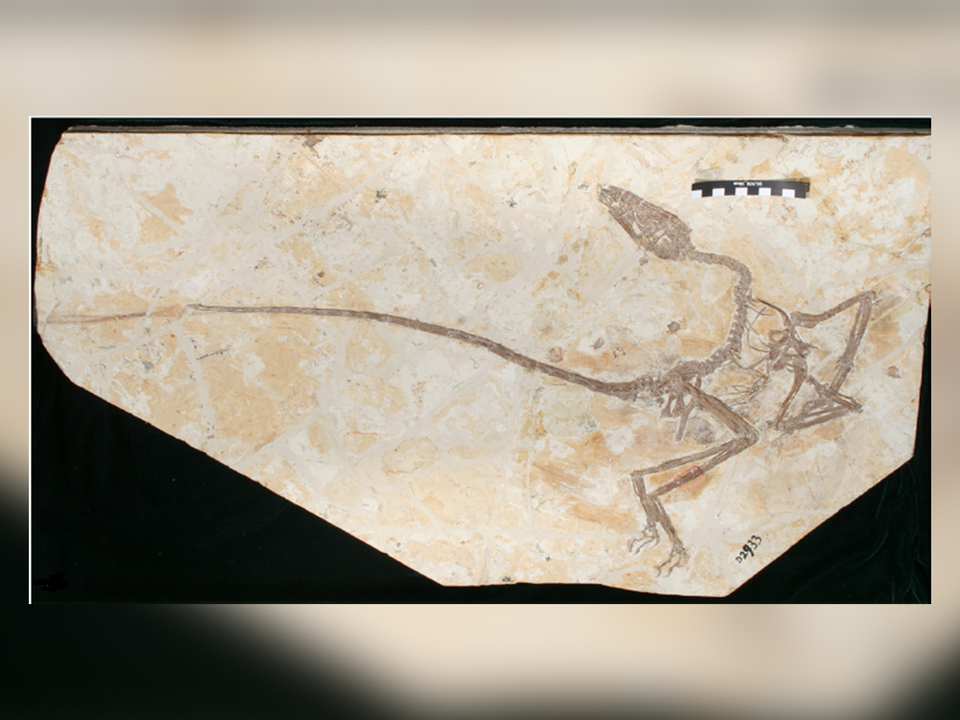 World's Oldest Dinosaur Fossil? | The Institute for Creation Research